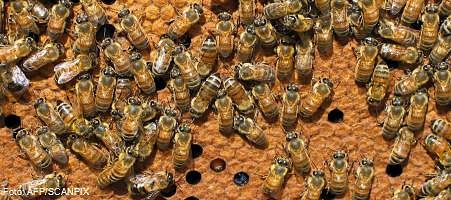 bites pelna naudu tiešsaistē)